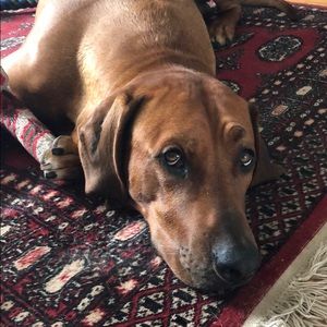 Meet your Posher, Shane